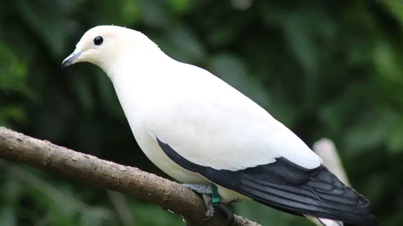 A white and gray pied imperial pigeon on a branch at the Kansas City Zoo