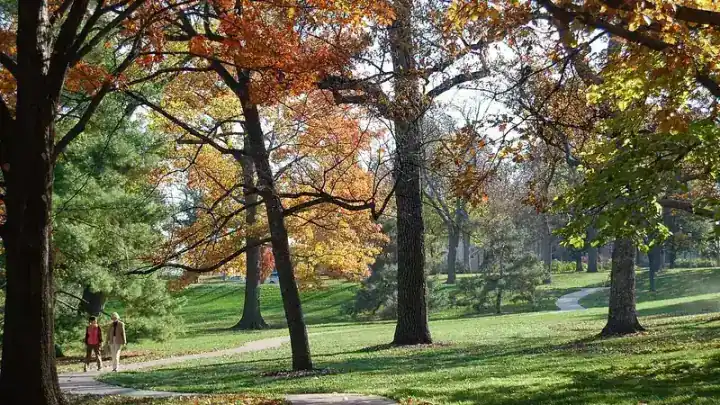 Autumn trees and a lawn at the Linda Hall Library Arboretum
