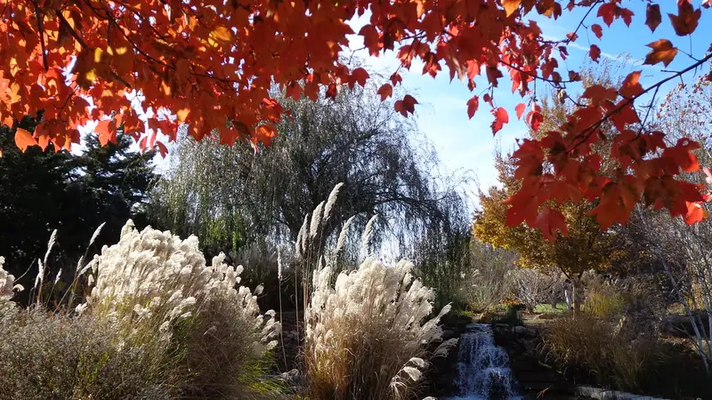 Red maple leaves, tall ornamental grasses and a small waterfall at the Overland Park Arboretum in November