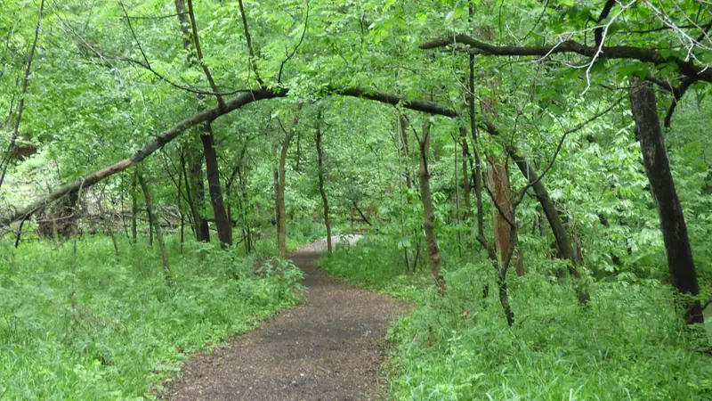 A leafy dirt trail under green trees near the Parkville Nature Sanctuary